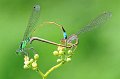 856 - love of damselfly 5 - HSU Chan-Cheng - taiwan